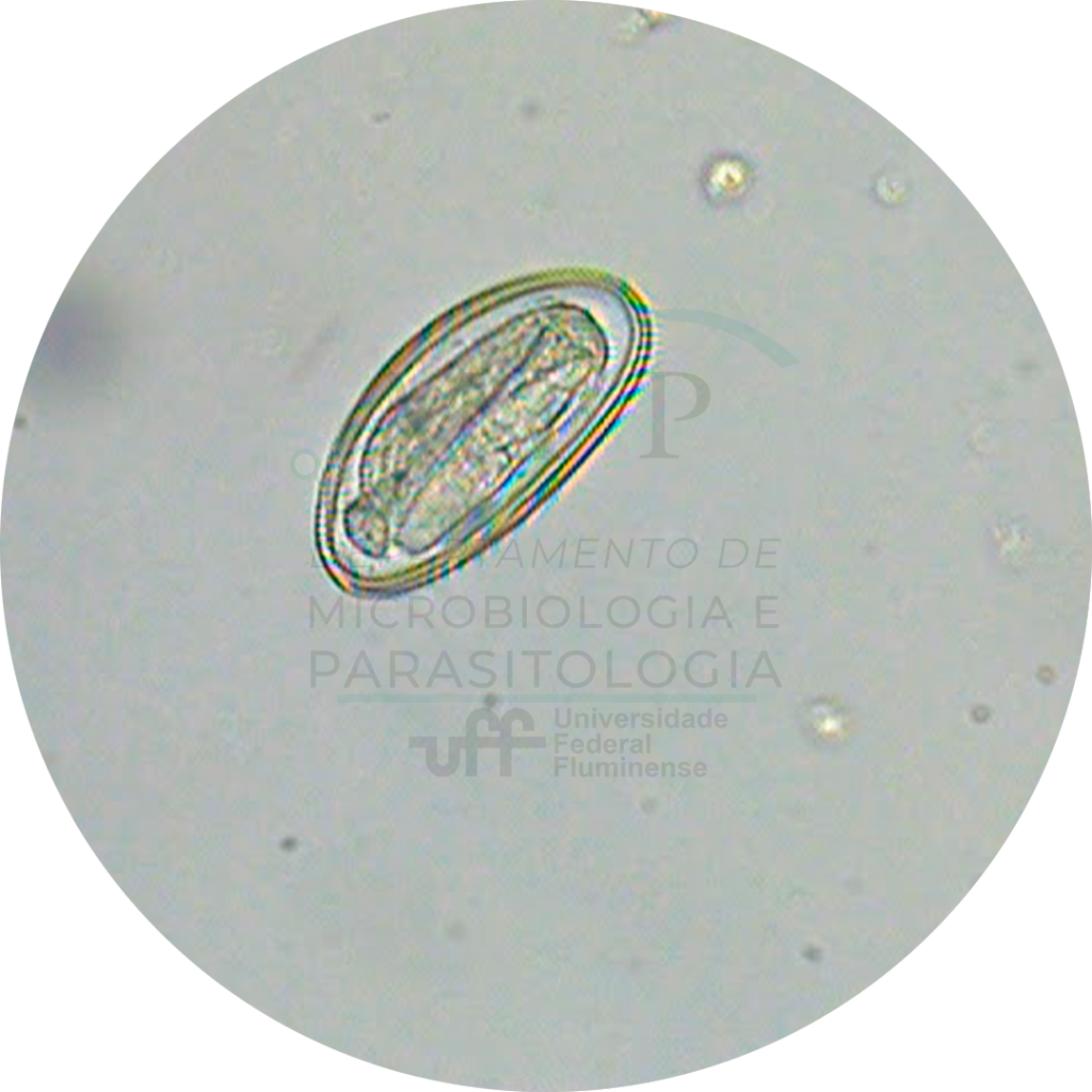 Atlas Virtual De Parasitologia