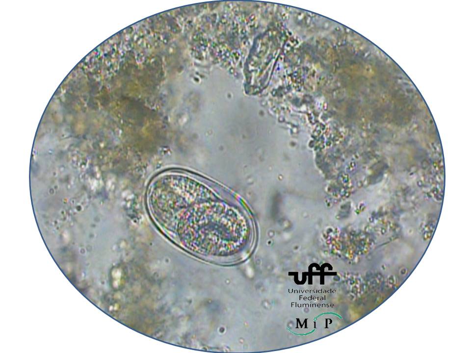 Atlas Virtual De Parasitologia