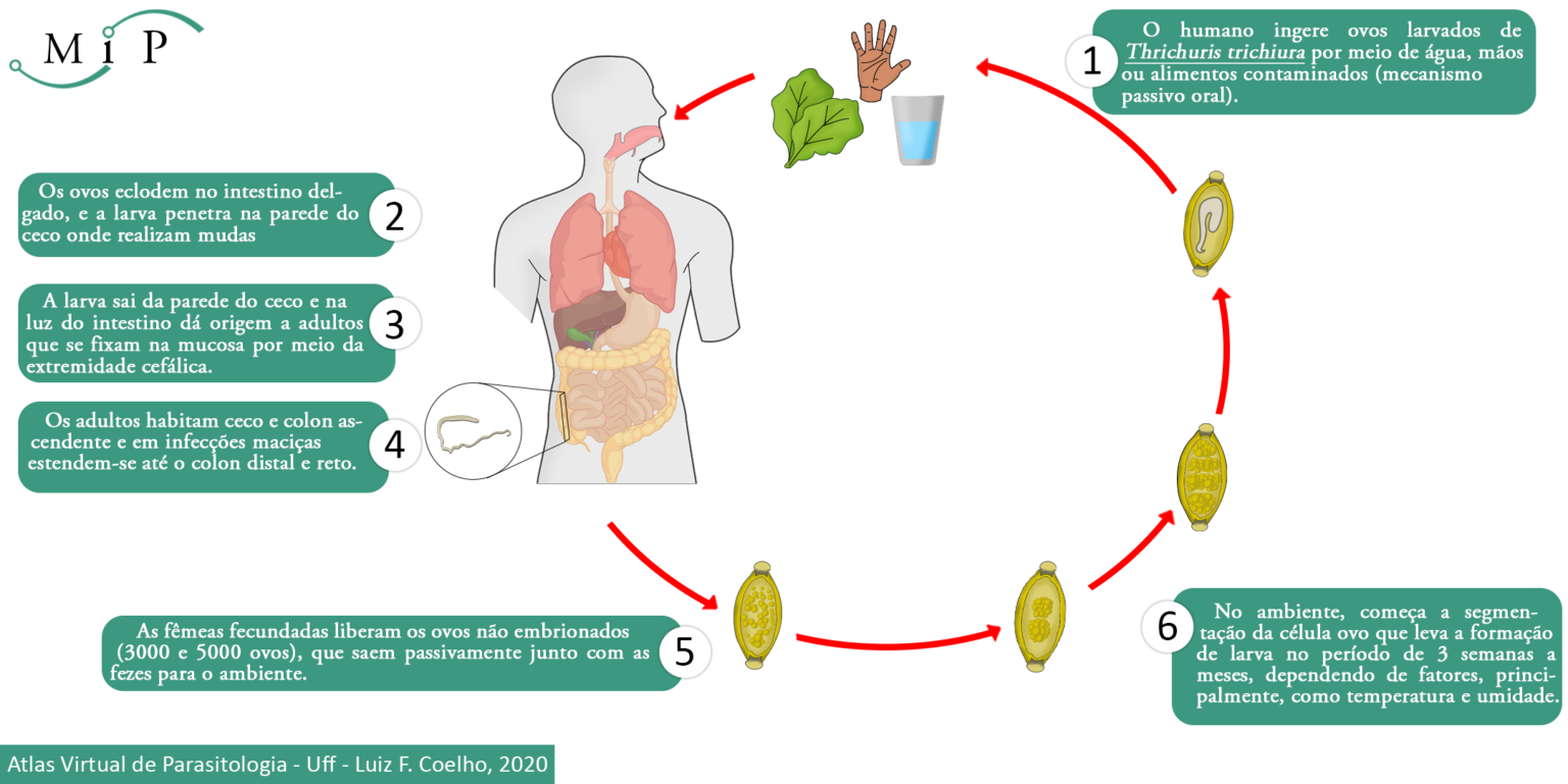 Atlas Virtual De Parasitologia DB