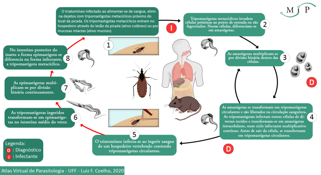 Atlas Virtual de Parasitologia Atlas Virtual de Parasitologia