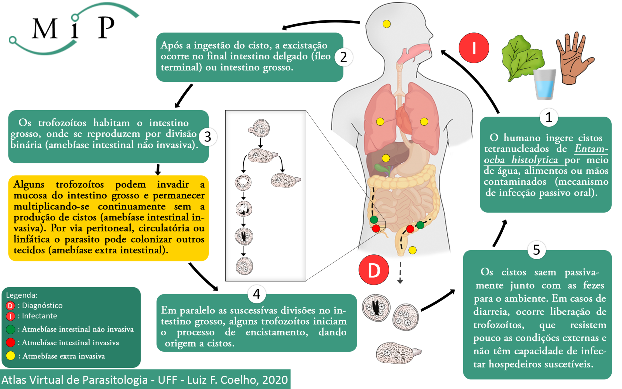 Atlas Virtual De Parasitologia 0470