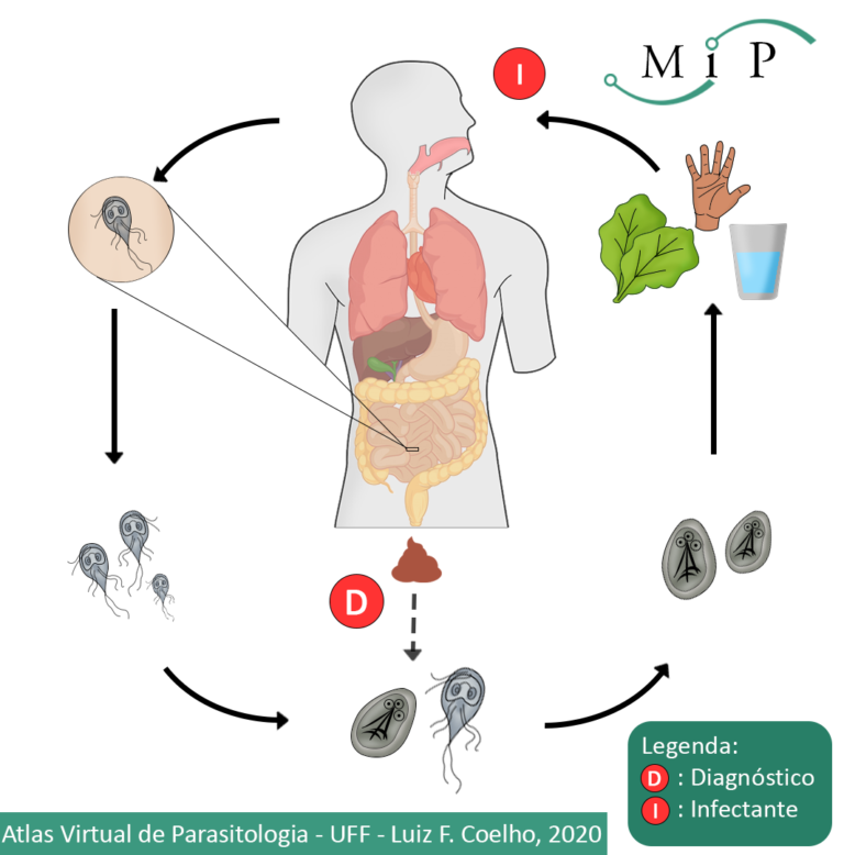 Atlas Virtual De Parasitologia