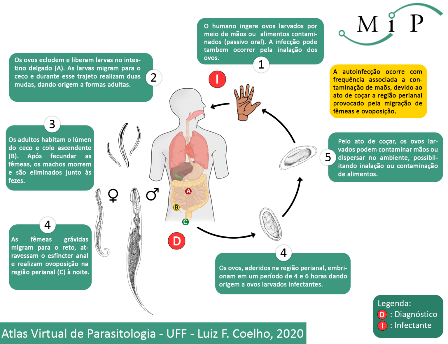 Atlas Virtual De Parasitologia