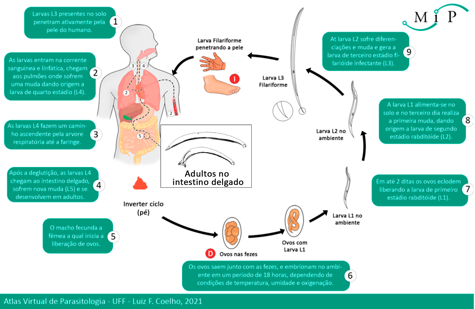 Atlas Virtual De Parasitologia